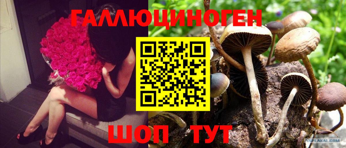 Протвино  Галлюциногенные грибы прущие грибы  Псилоцибиновые грибы Psilocybine cubensis  Вход с VPN 